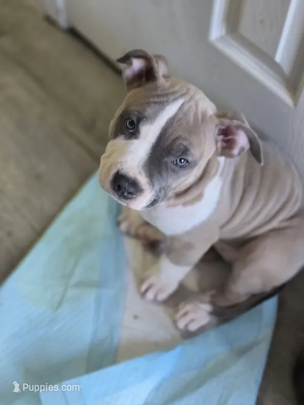 Lucy – American Staffordshire Terrier, American Pit Bull Terrier puppy for sale in Littleton, CO