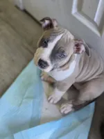 Lucy, a female American Staffordshire Terrier and American Pit Bull Terrier for sale in Littleton, CO – 1 of 1