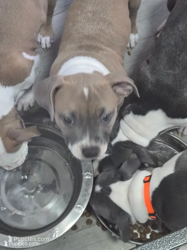Red – American Staffordshire Terrier, American Pit Bull Terrier puppy for sale in Littleton, CO