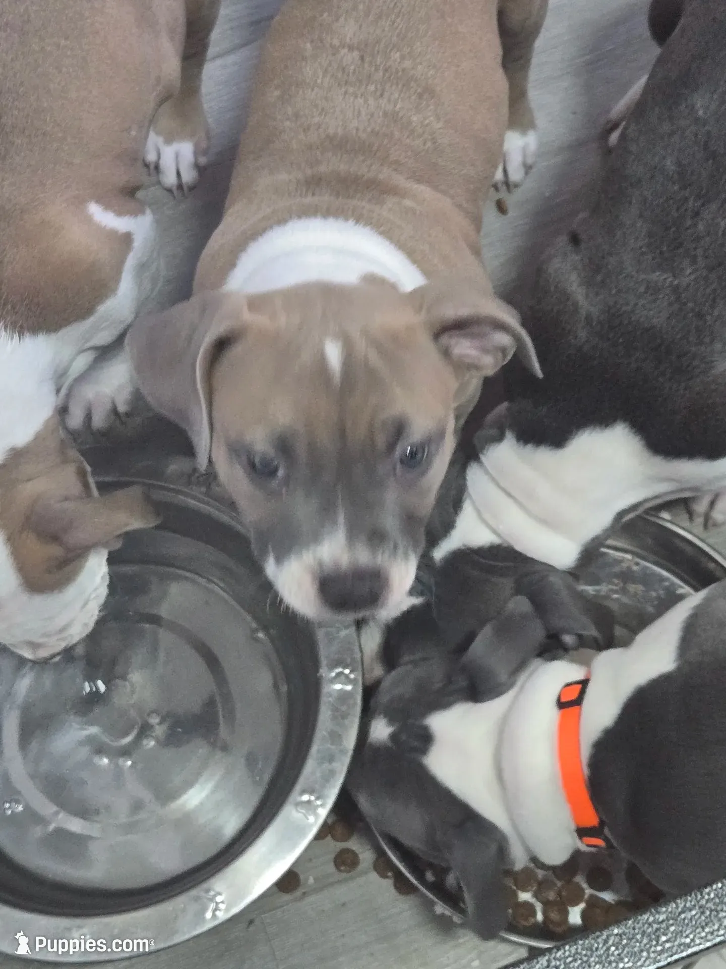 Trixie , a female American Staffordshire Terrier and American Pit Bull Terrier for sale in Littleton, CO – 2 of 2