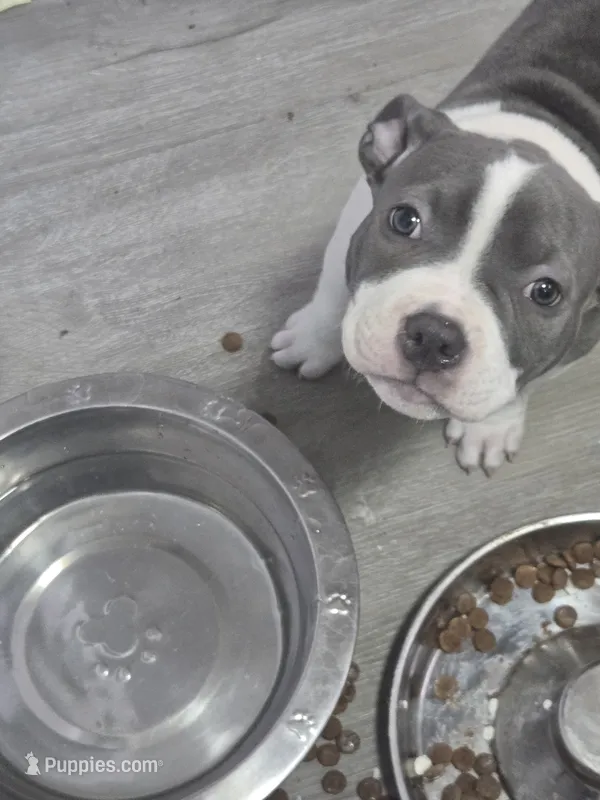 Betty – American Staffordshire Terrier, American Pit Bull Terrier puppy for sale in Littleton, CO