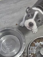 Betty, a female American Staffordshire Terrier and American Pit Bull Terrier for sale in Littleton, CO – 1 of 2