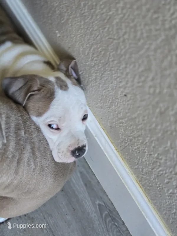 Sally – American Staffordshire Terrier, American Pit Bull Terrier puppy for sale in Littleton, CO