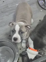 Suzy , a female American Staffordshire Terrier and American Pit Bull Terrier for sale in Littleton, CO – 1 of 1