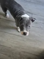 Snoopy , a female American Staffordshire Terrier for sale in Littleton, CO – 2 of 3