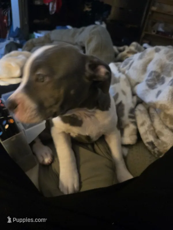 Wilma – American Staffordshire Terrier, American Pit Bull Terrier puppy for sale in Littleton, CO
