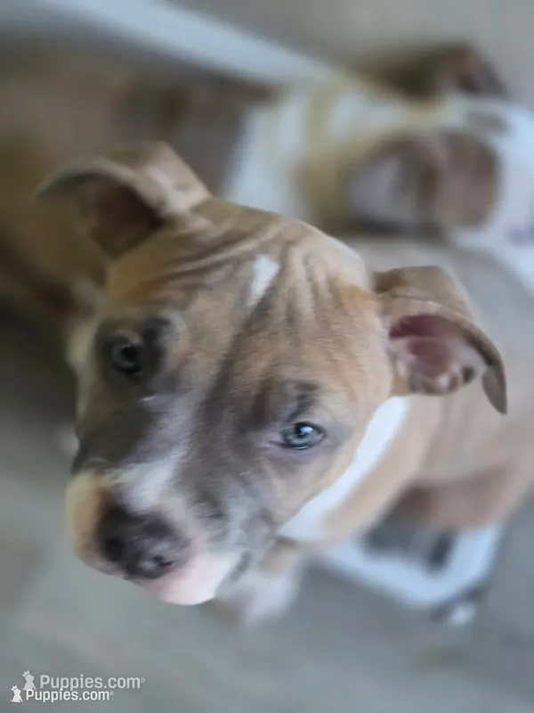 Trixie  – American Staffordshire Terrier, American Pit Bull Terrier puppy for sale in Littleton, CO
