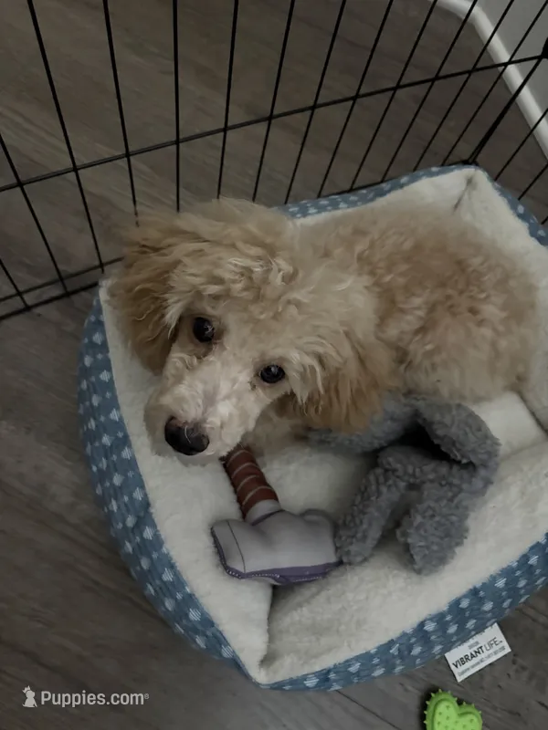 Metro – Poodle - Toy  puppy for sale in Kennesaw, GA