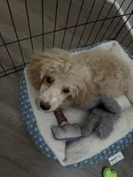 Metro, a male Poodle - Toy  for sale in Kennesaw, GA – 1 of 3