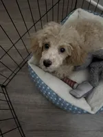 Metro, a male Poodle - Toy  for sale in Kennesaw, GA – 2 of 3