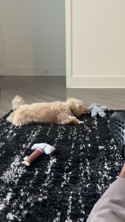 Metro, a male Poodle - Toy  for sale in Kennesaw, GA – 3 of 3