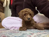 Daisy, a female Goldendoodle for sale in Boston, MA – Photo 2 of 3