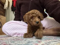 Daisy, a female Goldendoodle for sale in Boston, MA – Photo 3 of 3