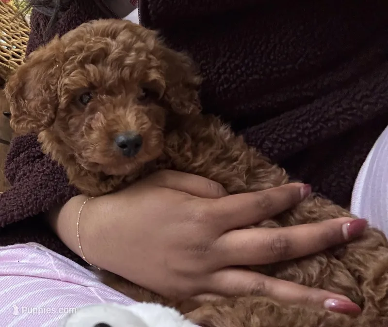 Daisy – Goldendoodle puppy for sale in Boston, MA