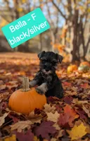 Bella, a female Miniature Schnauzer for sale in Attica, IN – 1 of 1