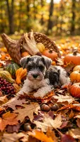 Daisy, a female Miniature Schnauzer for sale in Attica, IN – 1 of 1