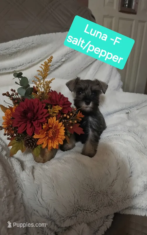 Luna – Miniature Schnauzer puppy for sale in Attica, IN