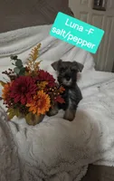 Luna, a female Miniature Schnauzer for sale in Attica, IN – 1 of 1