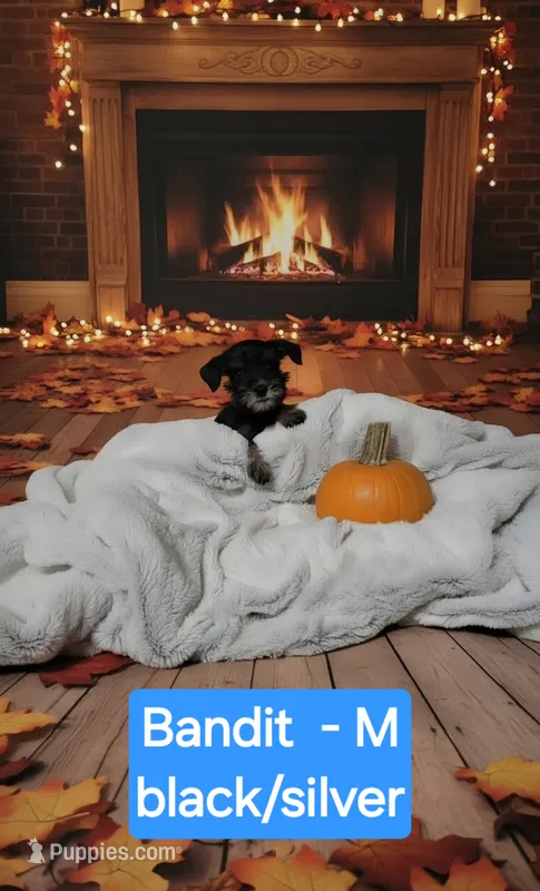 Bandit – Miniature Schnauzer puppy for sale in Attica, IN