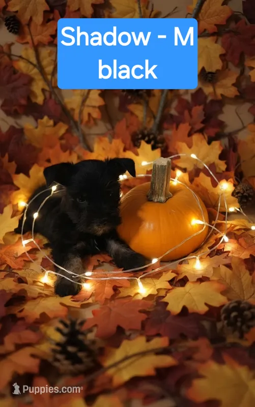 Shadow – Miniature Schnauzer puppy for sale in Attica, IN