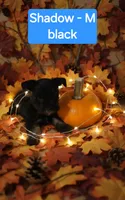 Shadow, a male Miniature Schnauzer for sale in Attica, IN – 1 of 1