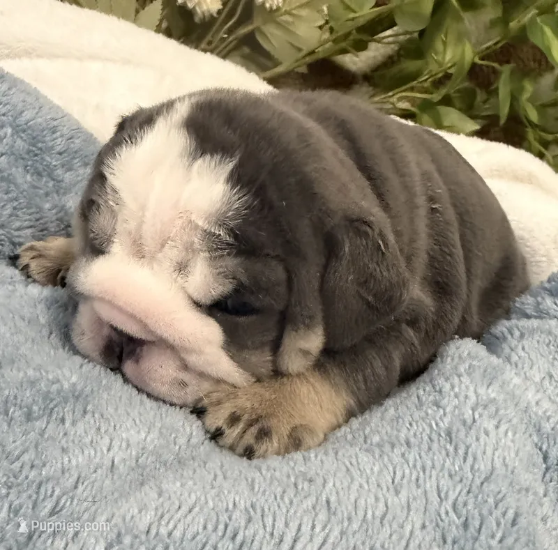 Bull – English Bulldog puppy for sale in Slidell, LA