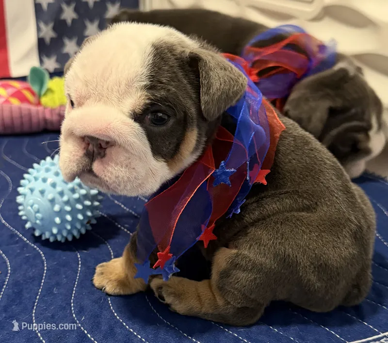 Bull – English Bulldog puppy for sale in Slidell, LA