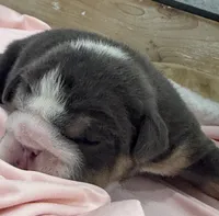 Pudgy, a female English Bulldog for sale in Slidell, LA – 2 of 3