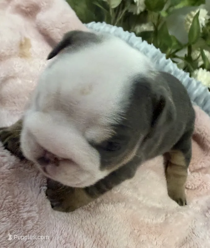 Cuddles – English Bulldog puppy for sale in Slidell, LA