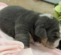 Pudgy, a female English Bulldog for sale in Slidell, LA – 3 of 3