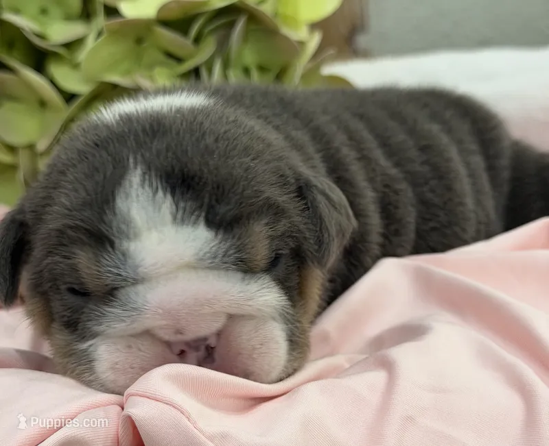 Pudgy – English Bulldog puppy for sale in Slidell, LA