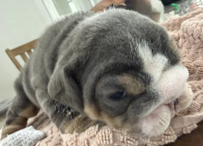 Pudgy – English Bulldog puppy for sale in Slidell, LA