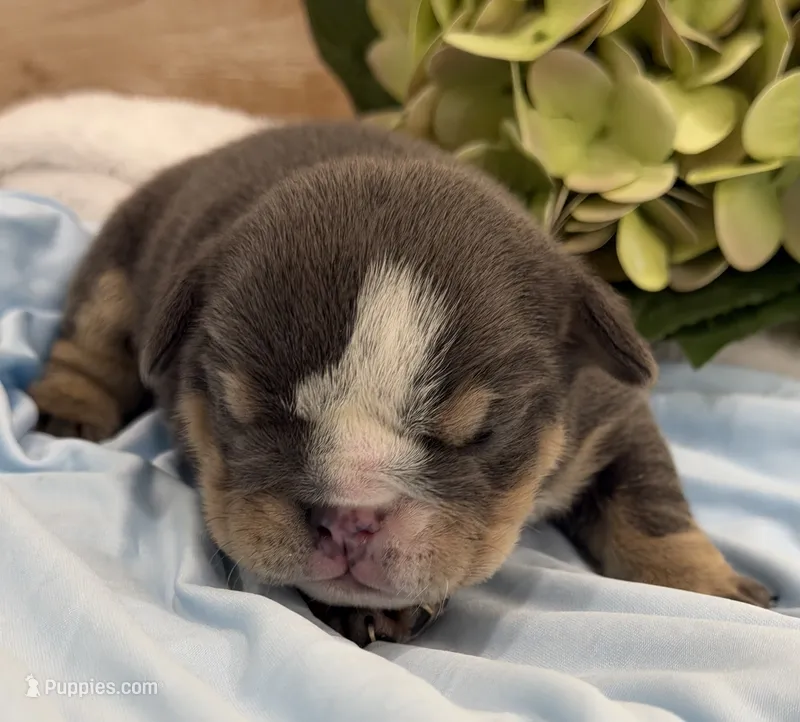 Grumpy – English Bulldog puppy for sale in Slidell, LA