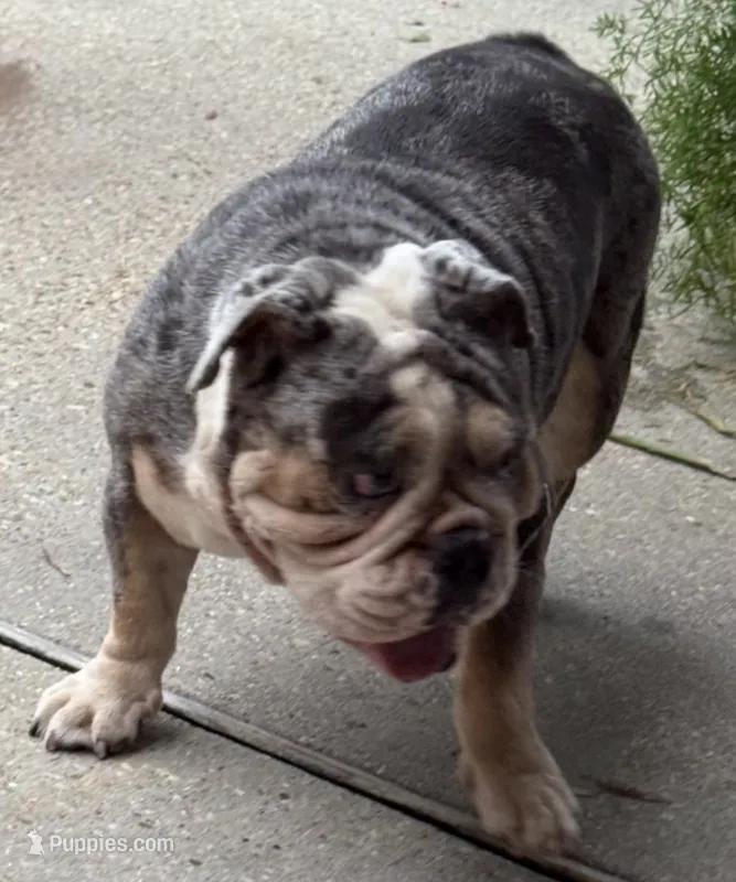 Bluey – English Bulldog puppy for sale in Slidell, LA