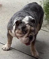 Bluey, a female English Bulldog for sale in Slidell, LA – 1 of 2