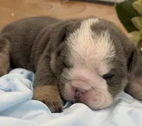 Bull, a male English Bulldog for sale in Slidell, LA – 2 of 3