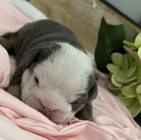 Cuddles, a female English Bulldog for sale in Slidell, LA – 3 of 3