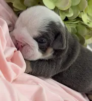 Cuddles, a female English Bulldog for sale in Slidell, LA – 2 of 3