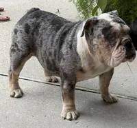 Bluey, a female English Bulldog for sale in Slidell, LA – 2 of 2