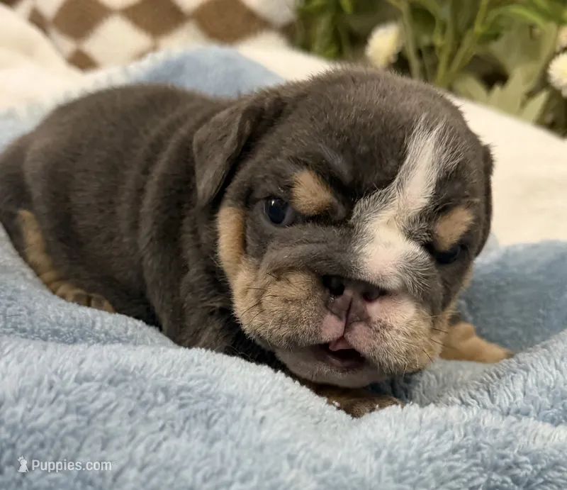 Grumpy – English Bulldog puppy for sale in Slidell, LA