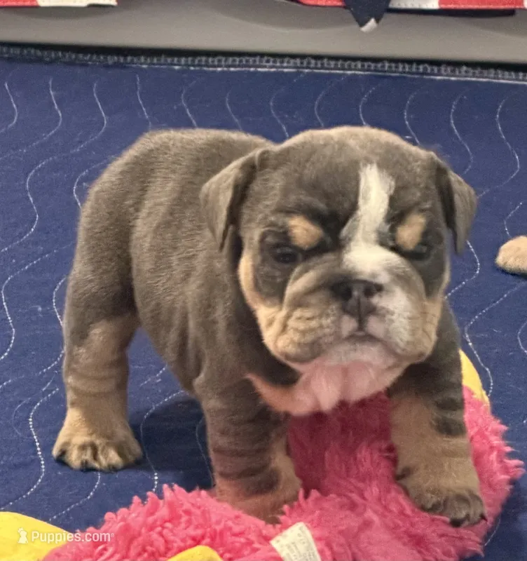 Grumpy – English Bulldog puppy for sale in Slidell, LA