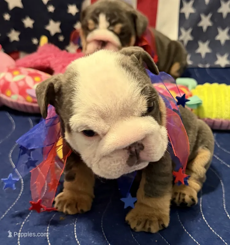 Cuddles – English Bulldog puppy for sale in Slidell, LA