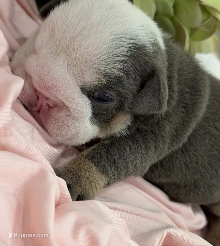 Cuddles – English Bulldog puppy for sale in Slidell, LA