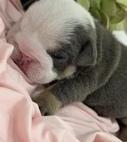 Cuddles, a female English Bulldog for sale in Slidell, LA – 1 of 3
