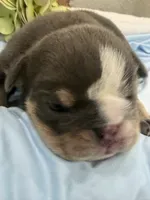 Grumpy, a male English Bulldog for sale in Slidell, LA – 2 of 2