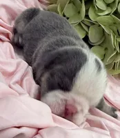 Tiny, a female English Bulldog for sale in Slidell, LA – 2 of 2