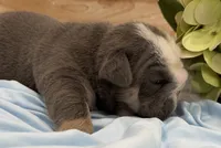 Bull, a male English Bulldog for sale in Slidell, LA – 3 of 3