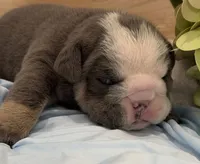 Bull, a male English Bulldog for sale in Slidell, LA – 1 of 3