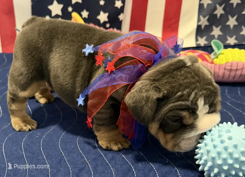 Pudgy – English Bulldog puppy for sale in Slidell, LA