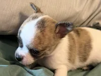 Brindle White, a male Chihuahua for sale in Sheboygan, WI – 3 of 9